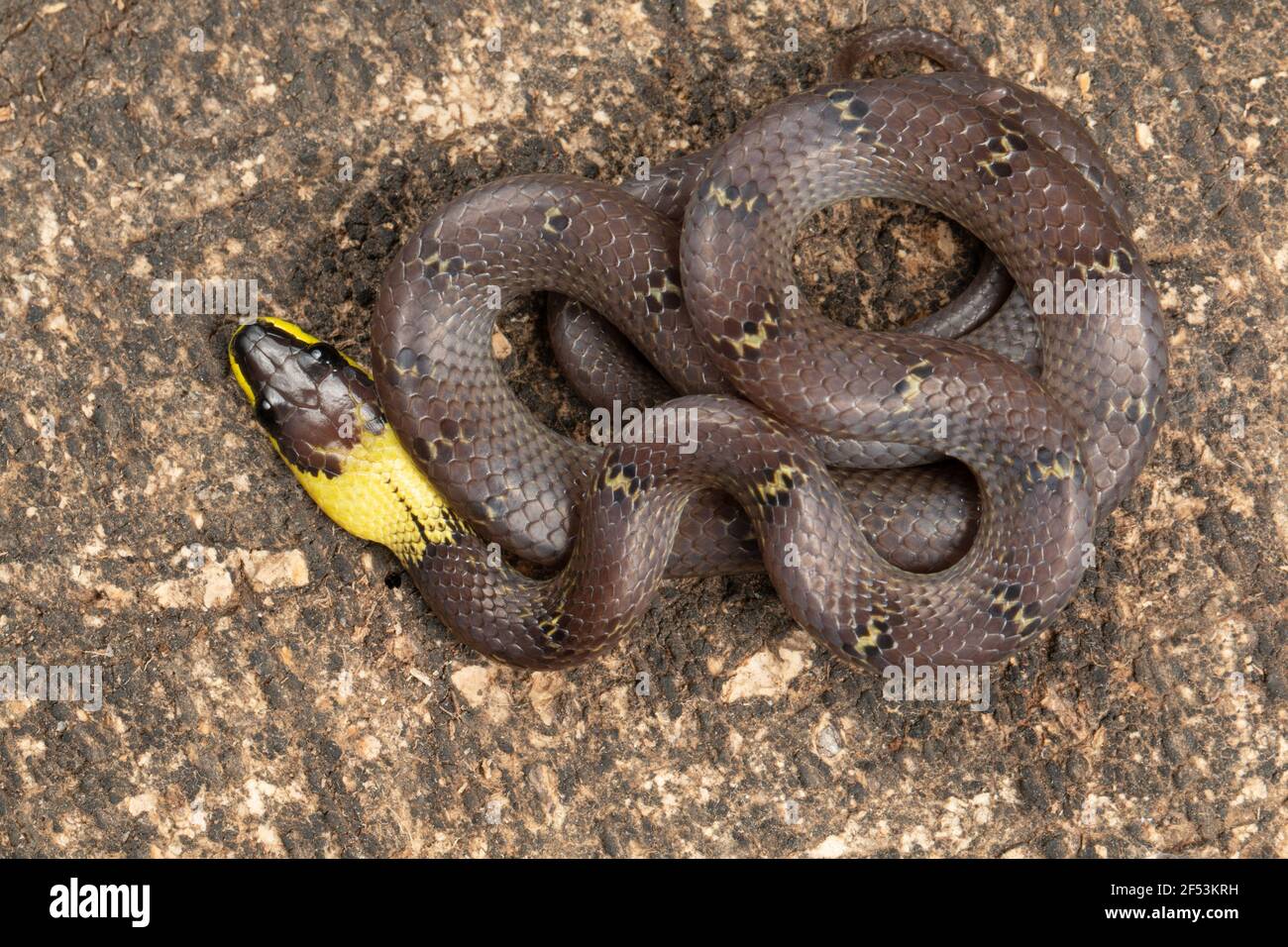 Lycodon flavicollis ist eine Art von Wolfschlange mit einem ausgeprägten gelben Kragen. Die Schlange wird in den östlichen Ghats gefunden Stockfoto