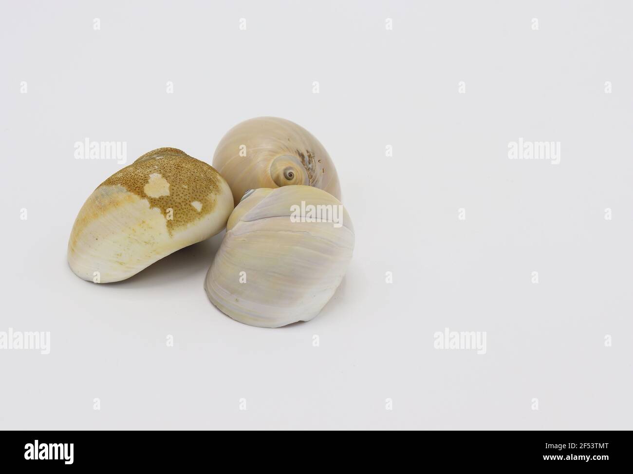 Muscheln, die isoliert auf weißem Hintergrund Stockfoto