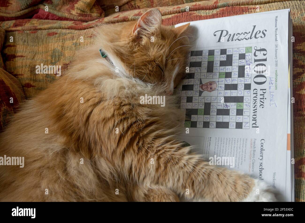 Eine gestreifte Ingwerkatze schläft auf einem Sofa, sein Kopf ruht ein halb vollendetes Kreuzworträtsel in einer Zeitung. VEREINIGTES KÖNIGREICH Stockfoto