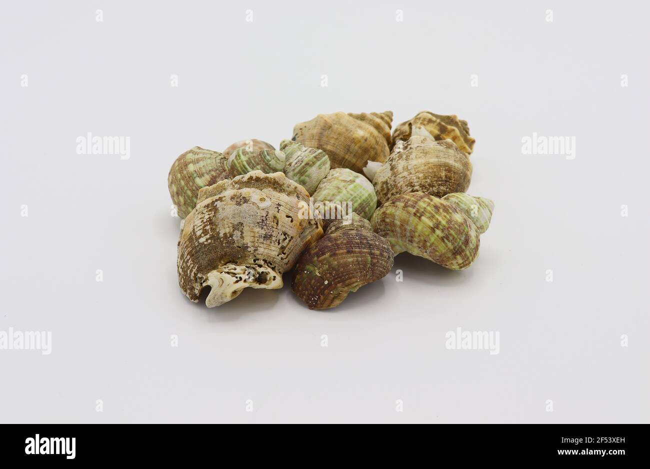 Muscheln, die isoliert auf weißem Hintergrund Stockfoto