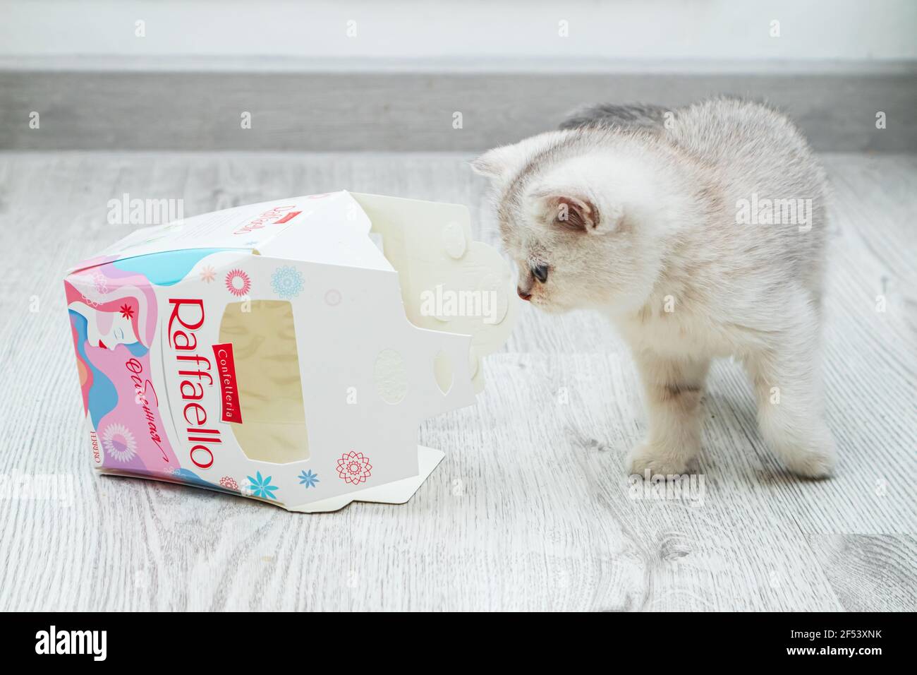St. Petersburg, Russland - 12. März 2021. Weißes britisches Kätzchen spielt mit leerer Raffaello Süßwarenbox. Stockfoto