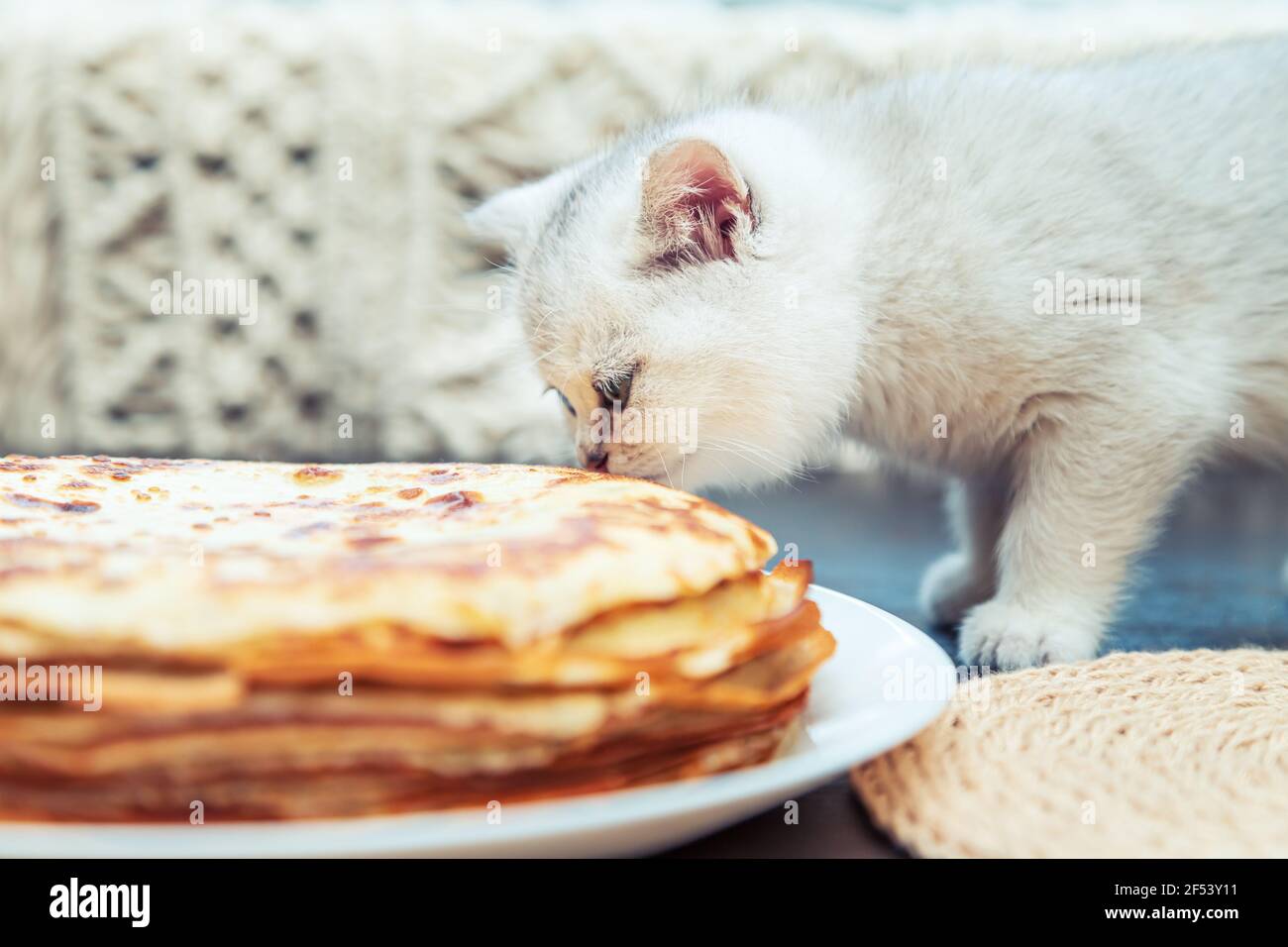 Das weiße britische Kätzchen schaut sich die Pfannkuchen an. Traditionelles Gericht für Fasching. Stockfoto