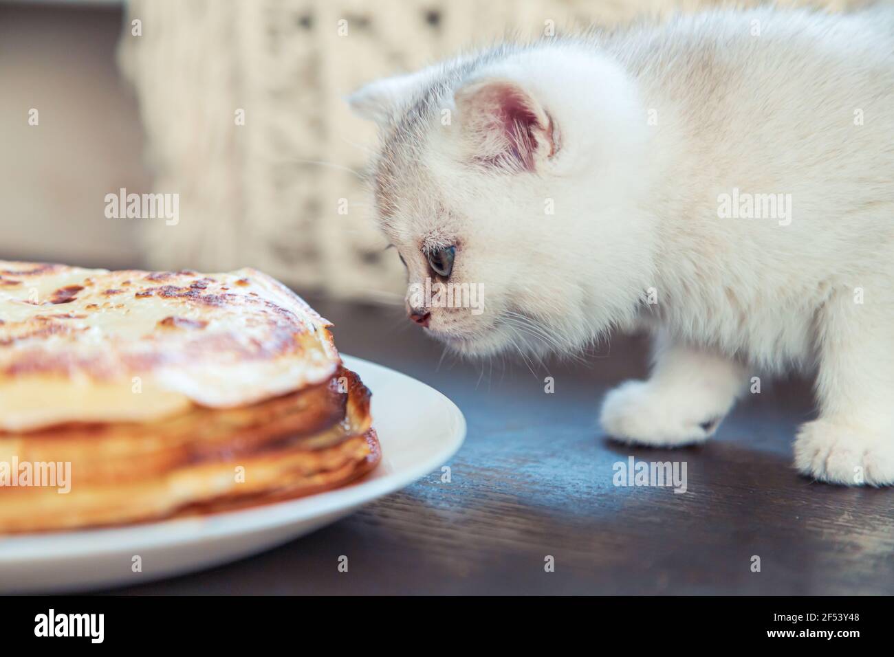Das weiße britische Kätzchen schaut sich die Pfannkuchen an. Traditionelles Gericht für Fasching. Stockfoto