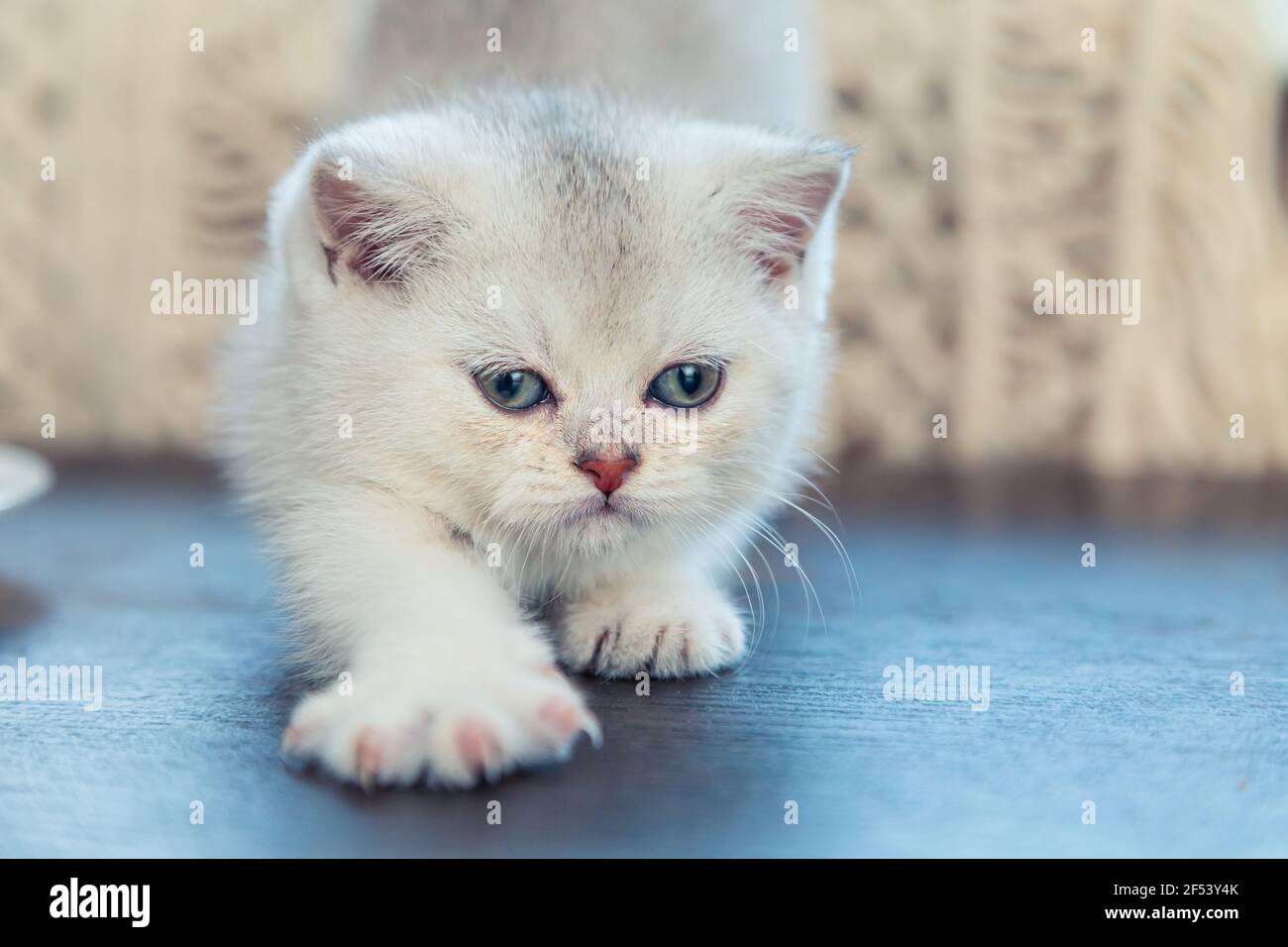 Weißes britisches Kätzchen spielt auf dem Küchentisch. Unbeschwerte, glückliche Kindheit. Stockfoto