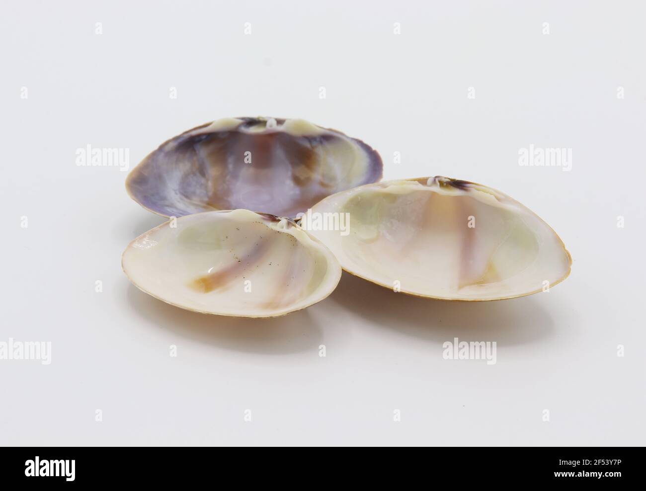 Muscheln, die isoliert auf weißem Hintergrund Stockfoto