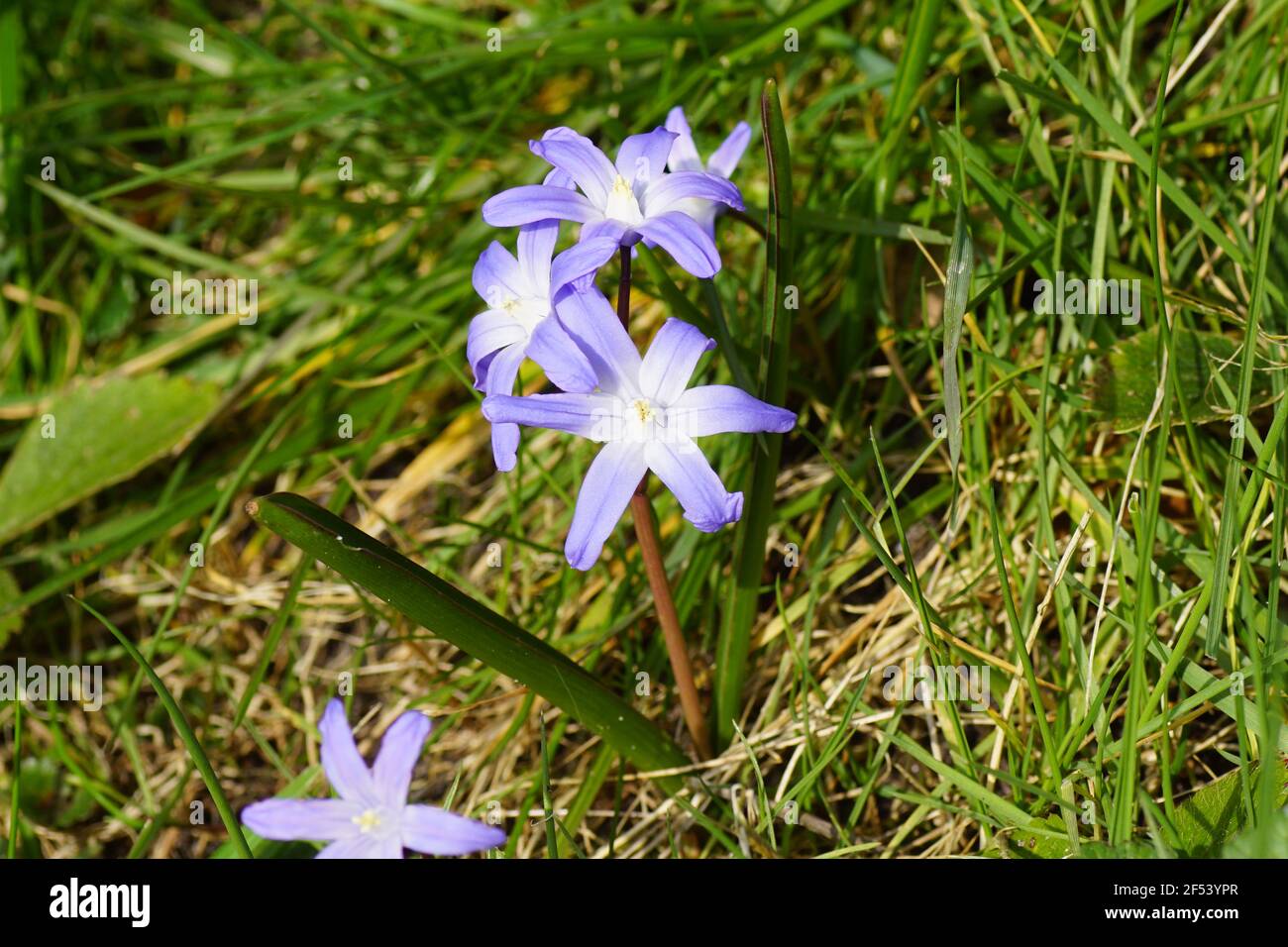 Blühende Herrlichkeit des Schnees (Chionodoxa luciliae), Unterfamilie Scilloideae, Familie Asparagaceae. Zwischen verblassten Grasblättern, Schneeglöckchen und Krokussen. Stockfoto