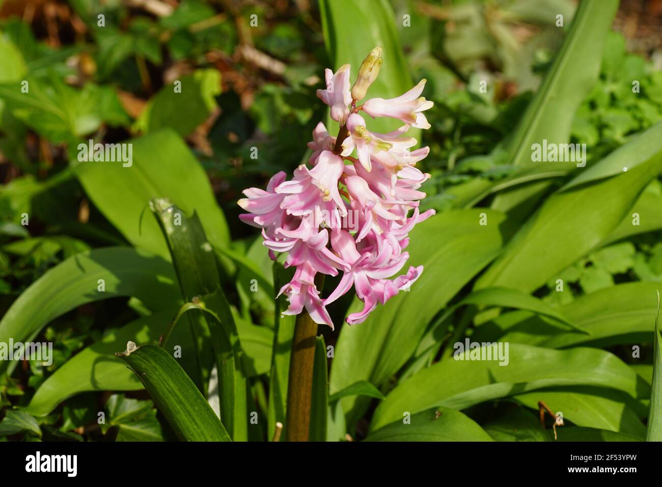 Gewöhnliche Hyazinthe, Gartenhyazinthe (Hyacinthus orientalis), Unterfamilie Scilloideae, Familie Asparagaceae. Im Garten zwischen verblassten Blättern von Bärlauch Stockfoto