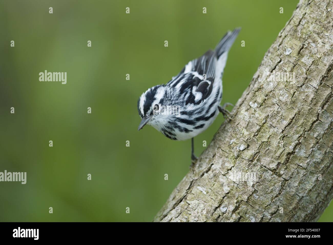 Schwarz / weiß Warbler - auf Frühling Migration Mniotilta Varia Golf Küste von Texas, USA BI027483 Stockfoto