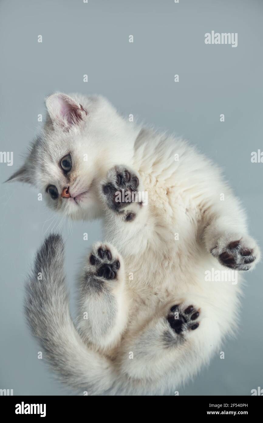Lustige weiße britische Kätzchen auf einem grauen Hintergrund. Ansicht von unten. Ungewöhnlicher Winkel. Selektiver Fokus. Stockfoto