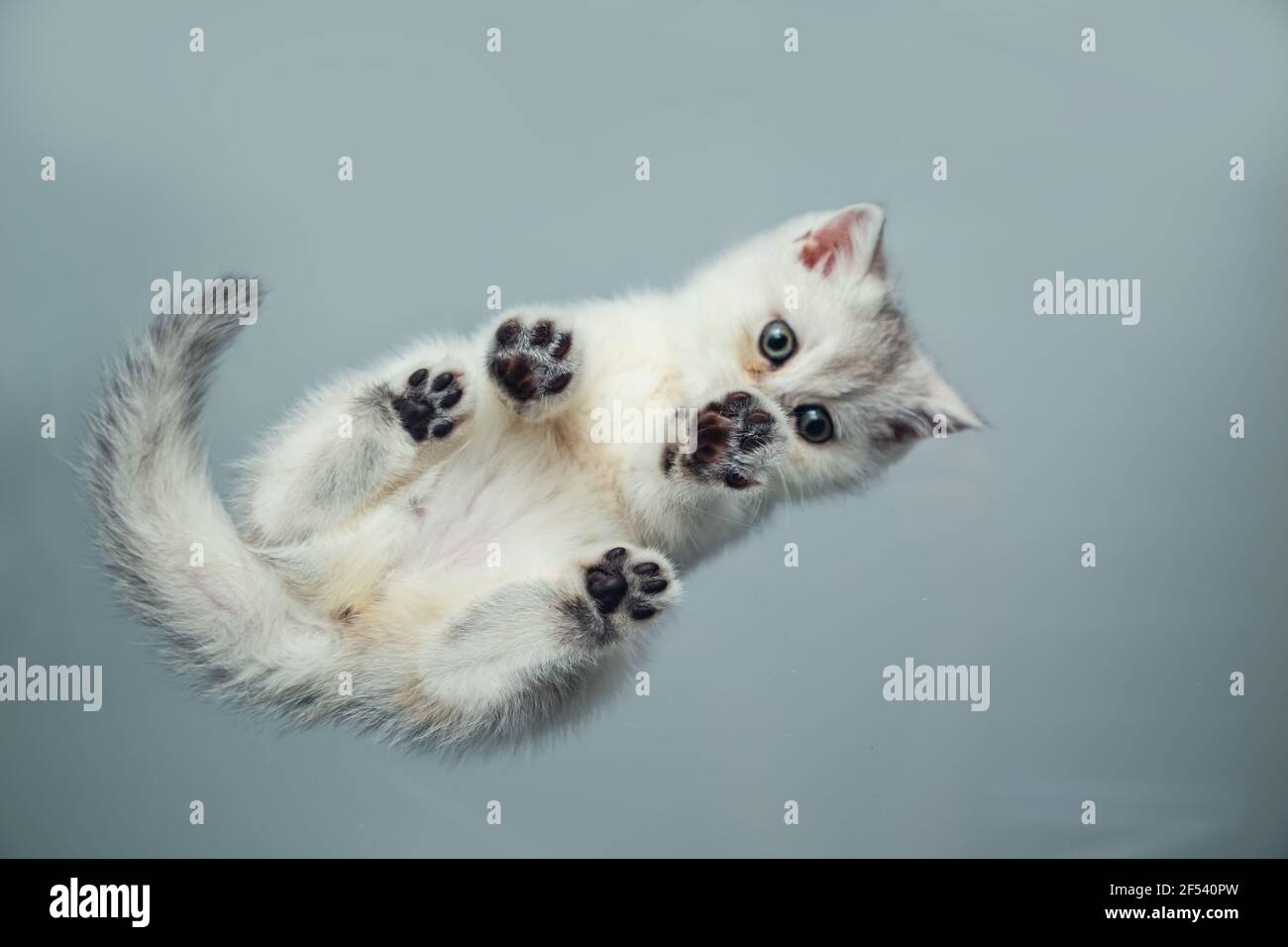 Lustige weiße britische Kätzchen auf einem grauen Hintergrund. Ansicht von unten. Ungewöhnlicher Winkel. Selektiver Fokus. Stockfoto