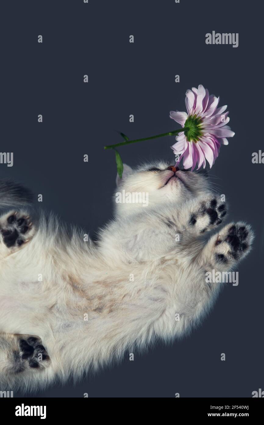Weißes britisches Kätzchen mit einer Blume. Ansicht von unten. Ungewöhnlicher Winkel. Selektiver Fokus. Stockfoto