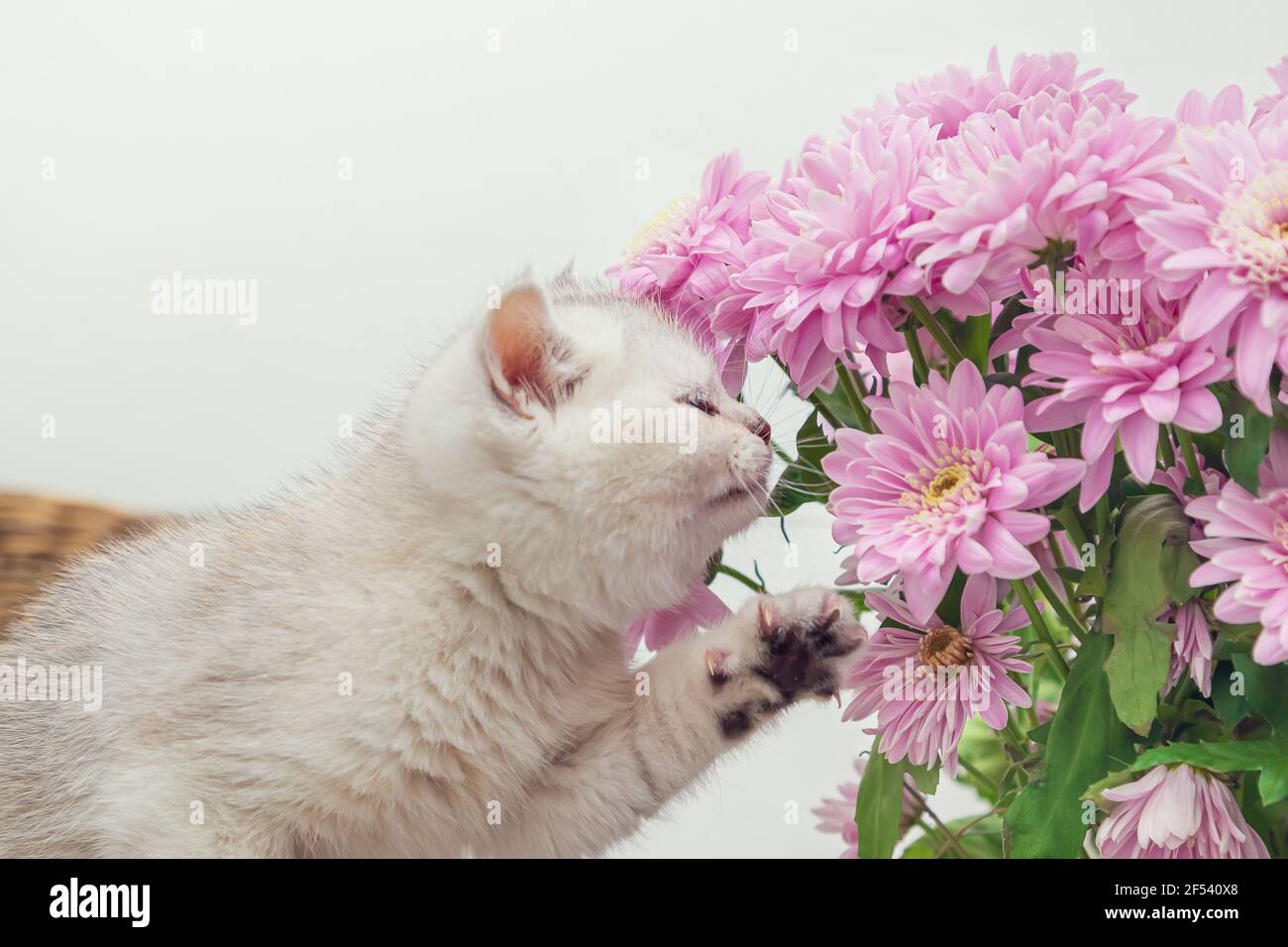 Cute weißen britischen Kätzchen schnuppert ein Bouquet von Chrysanthemen. Heller Hintergrund, Kopierbereich. Stockfoto