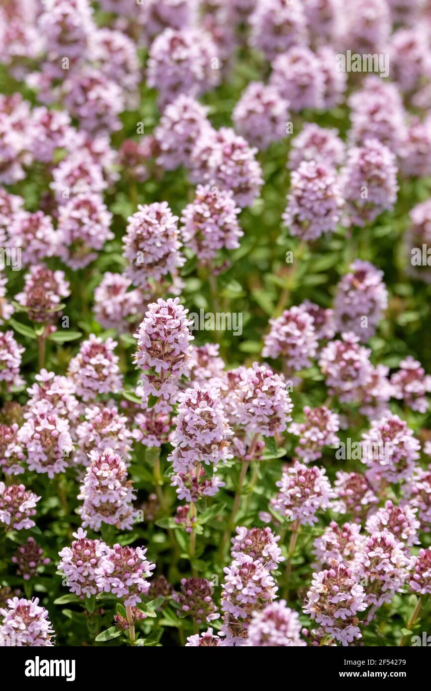 Thymus vulgaris. Englischer Thymian; Gewöhnlicher Thymian. Blassviolette Blüten Stockfoto
