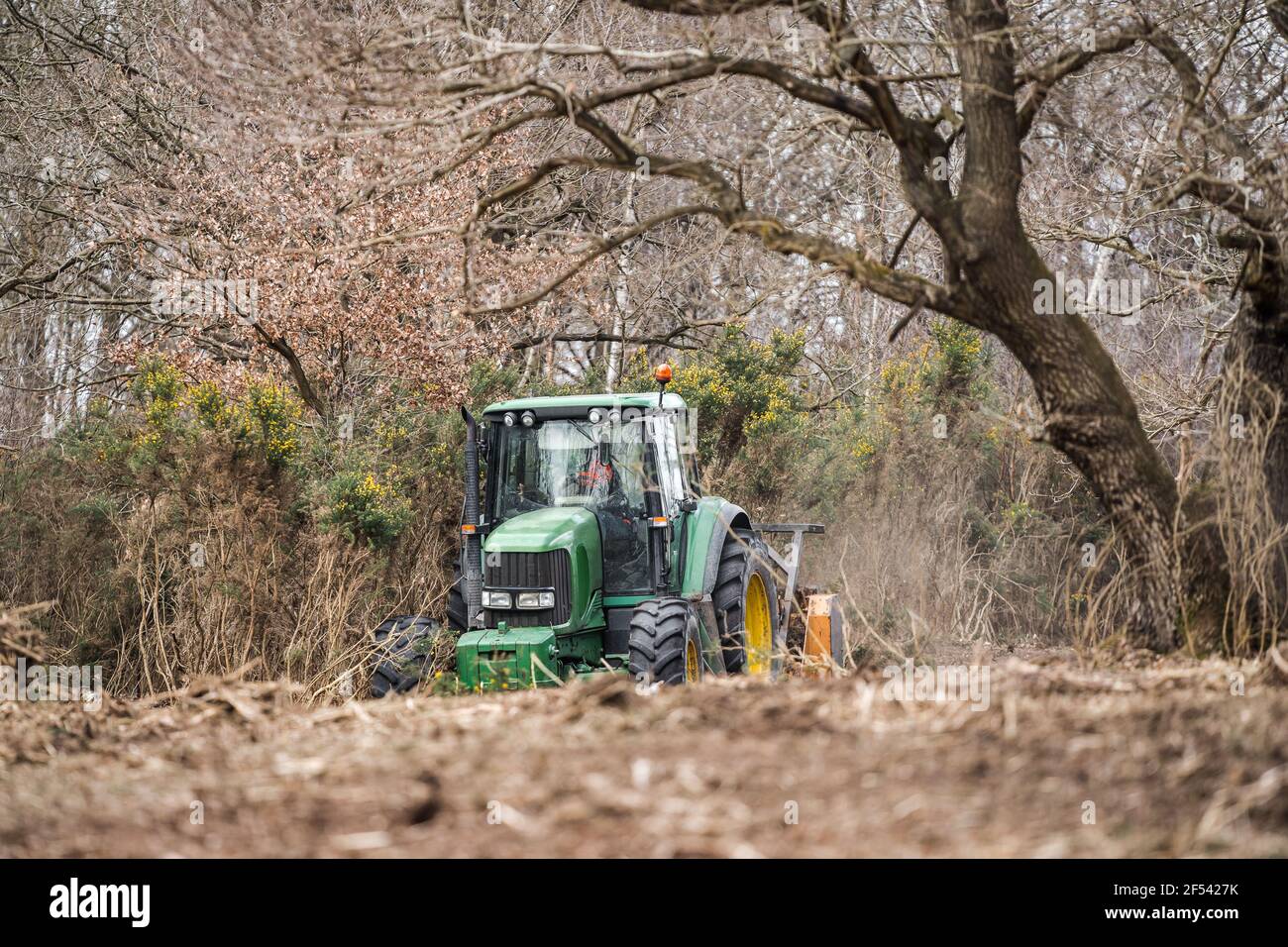 Moderner grüner Traktor mit Schlegelpflug, der in Waldwäldern arbeitet, um Bäume und Sträucher zu entwalden. Anbau mit Forstwirtschaft Management Farm Stockfoto