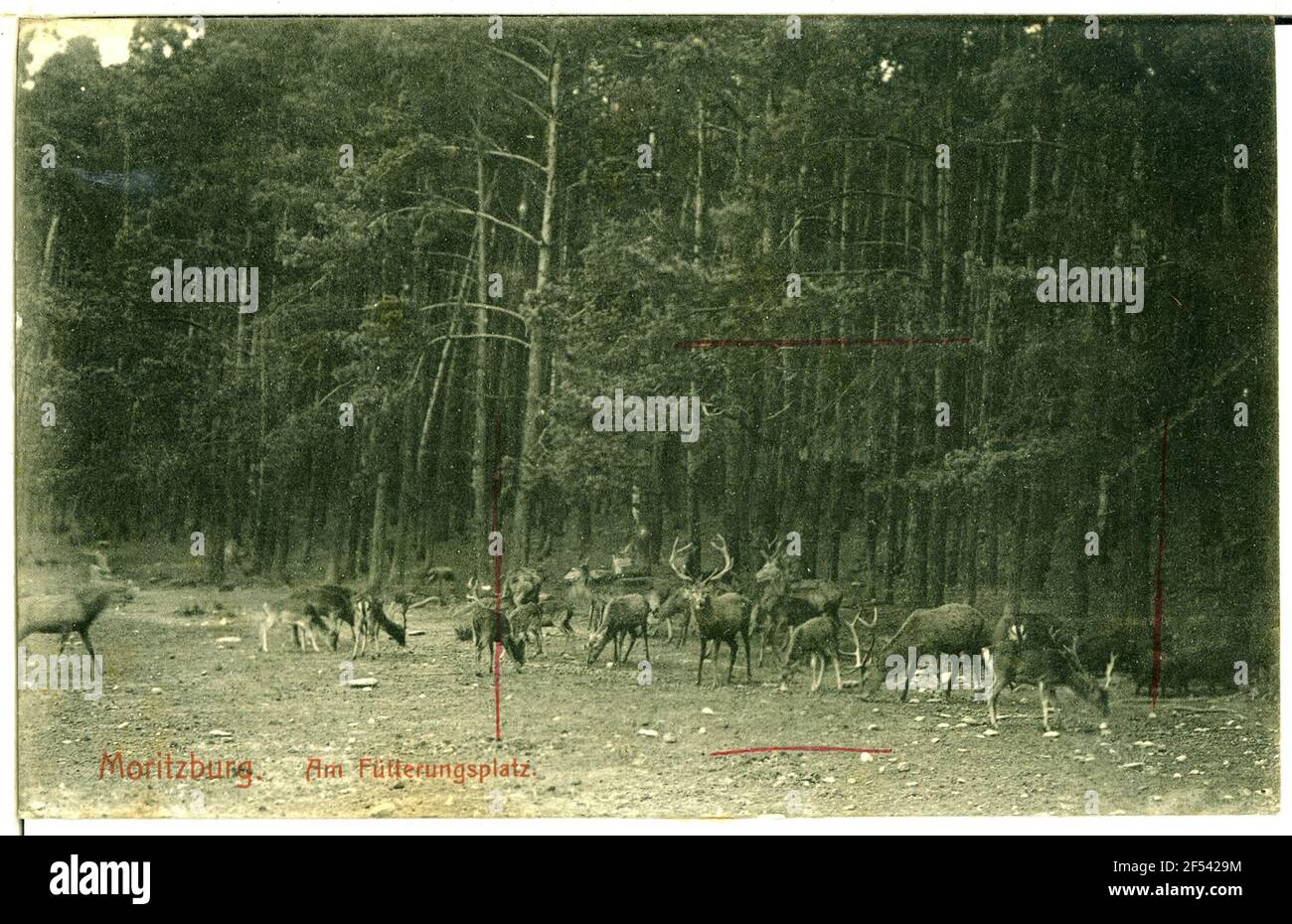 Futterplatz mit Hirsch und Hirsch Moritzburg. Futterplatz mit Hirsch und Hirsch Stockfoto