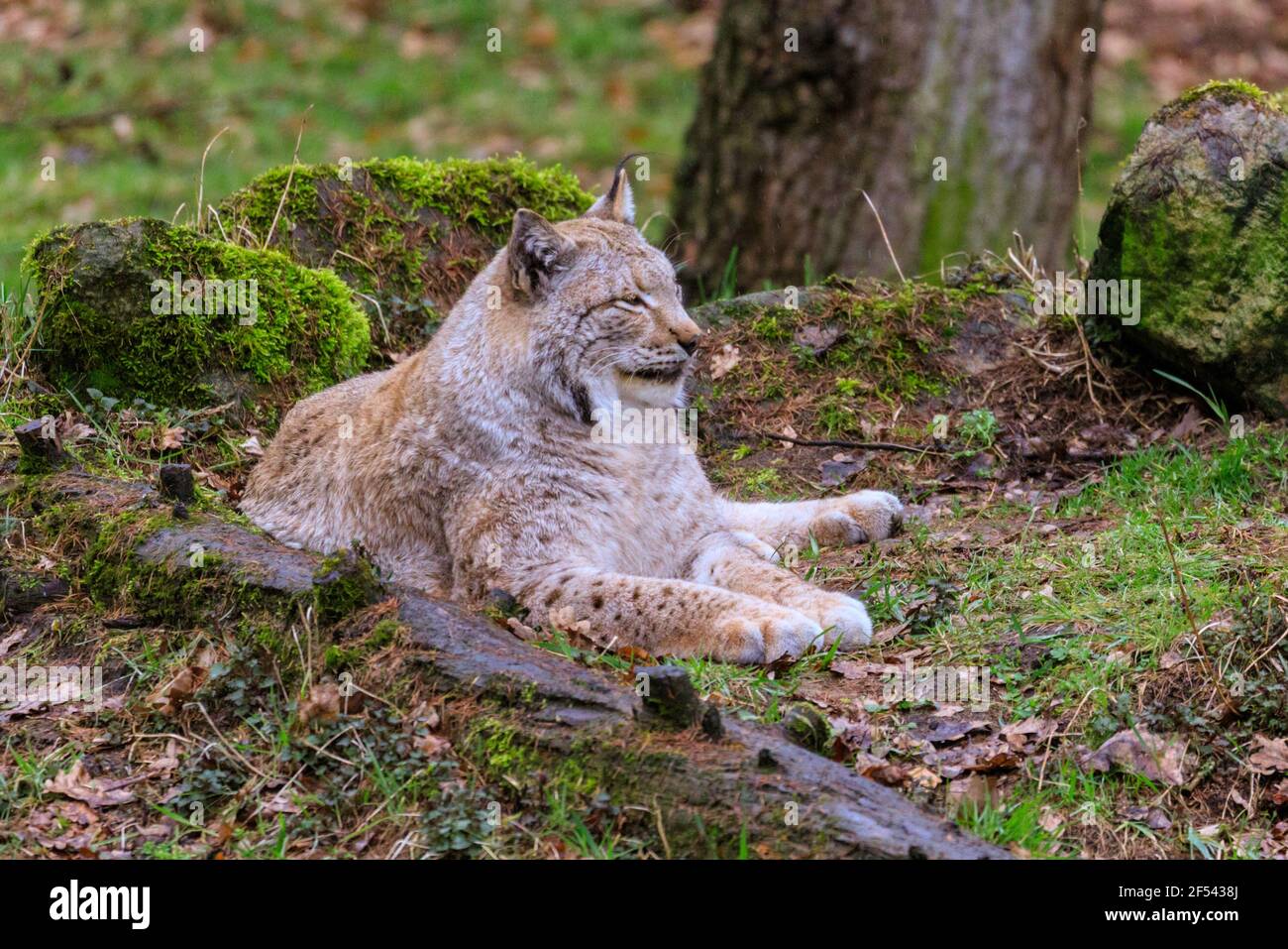 Eurasischer Luchs (Lynx Luchs) entspannt ruhende Wildkatze auf Waldboden, Europa Stockfoto