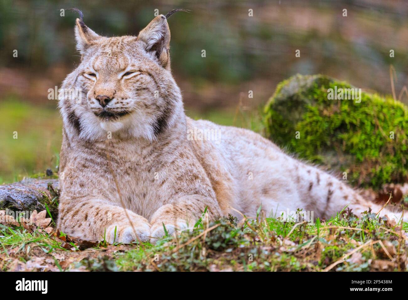 Eurasischer Luchs (Lynx Luchs) aus der Nähe, entspannt ruhende Wildkatze in Gefangenschaft, Europa Stockfoto