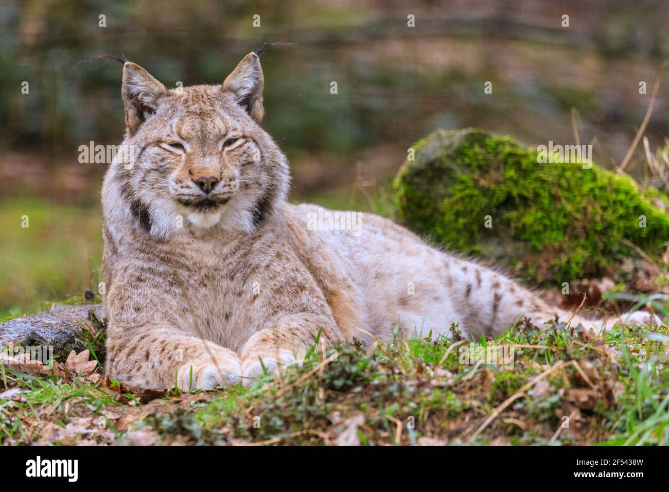 Eurasischer Luchs (Lynx Luchs) aus der Nähe, entspannt ruhende Wildkatze in Gefangenschaft, Europa Stockfoto