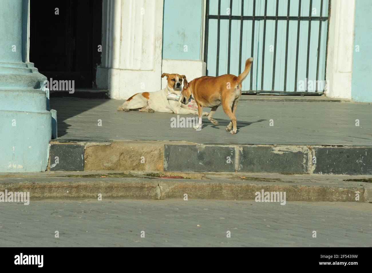 Zwei adoptierte Hunde mit Namensschildern begrüßen sich gegenseitig auf der Treppe in Havanna, Kuba. Türkisfarbene Wände im Hintergrund. Stockfoto