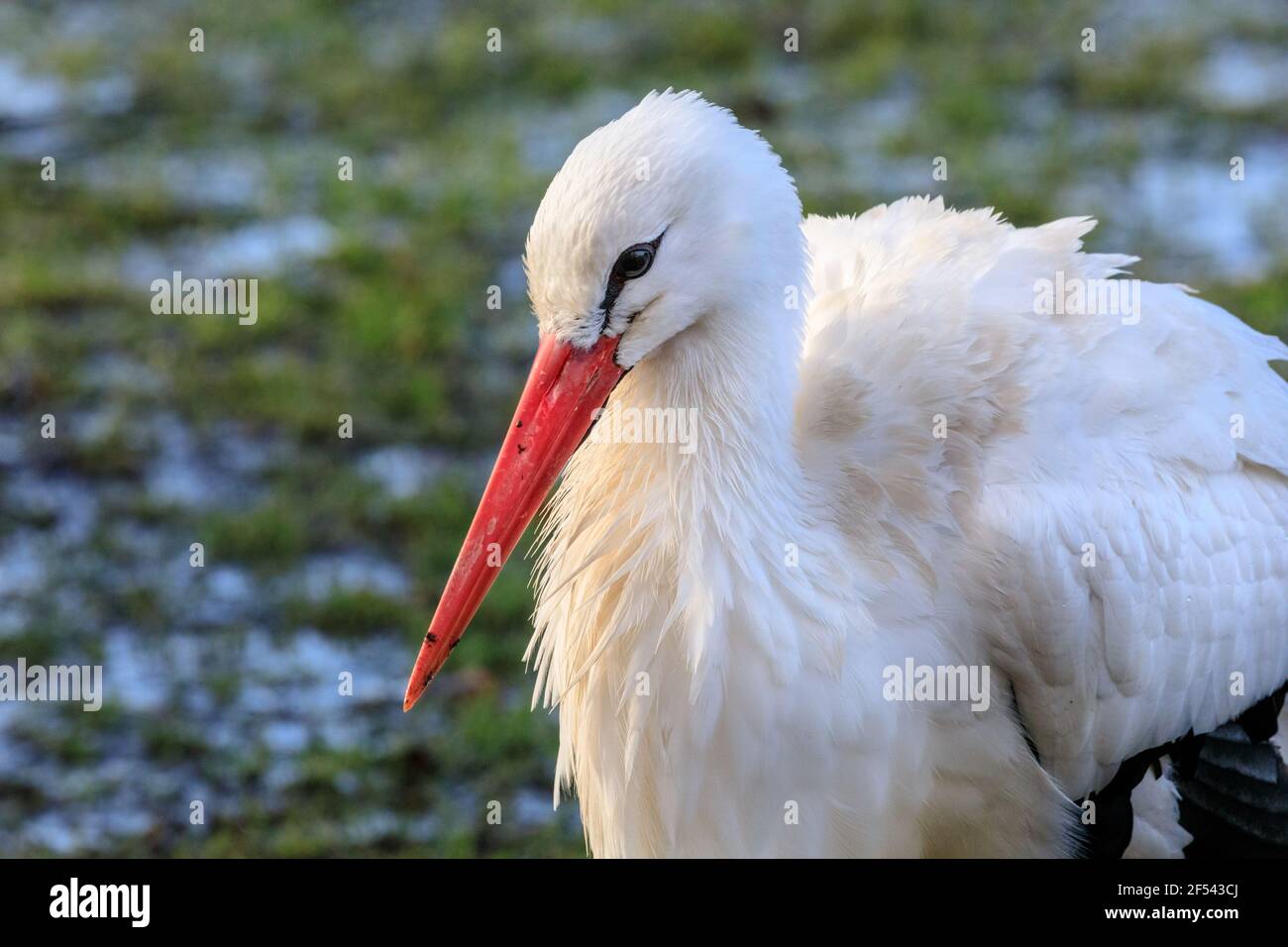 Weißstorch (Ciconia ciconia), Nahaufnahme Stockfoto