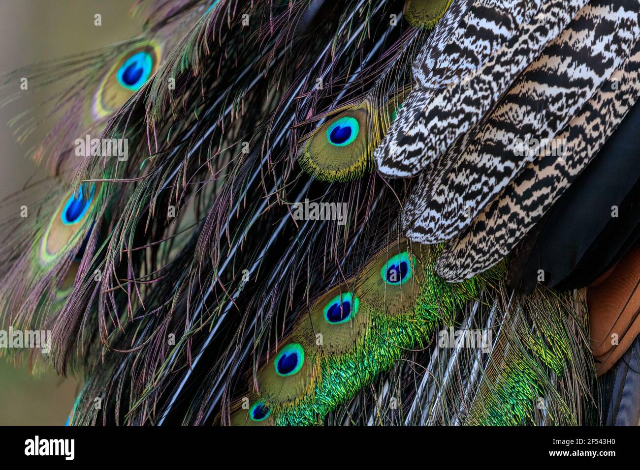 Pfauenfedern, bunte männliche Pfauenvögel schillernde Federn mit Augen und Gefieder Stockfoto
