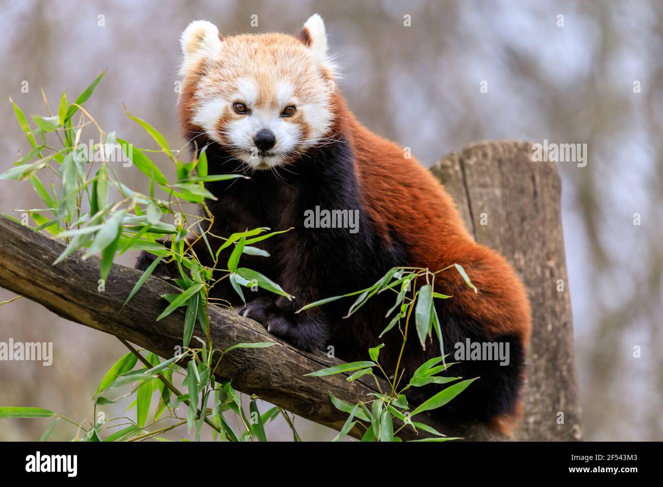 Roter Panda (Ailurus fulgens), Nahaufnahme des ganzen Körpers, in Gefangenschaft Stockfoto