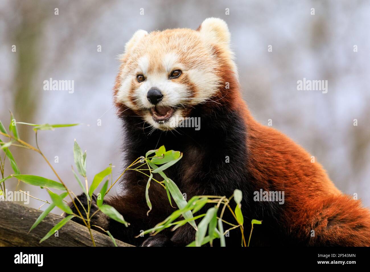 Roter Panda (Ailurus fulgens) aus der Nähe, außen Stockfoto