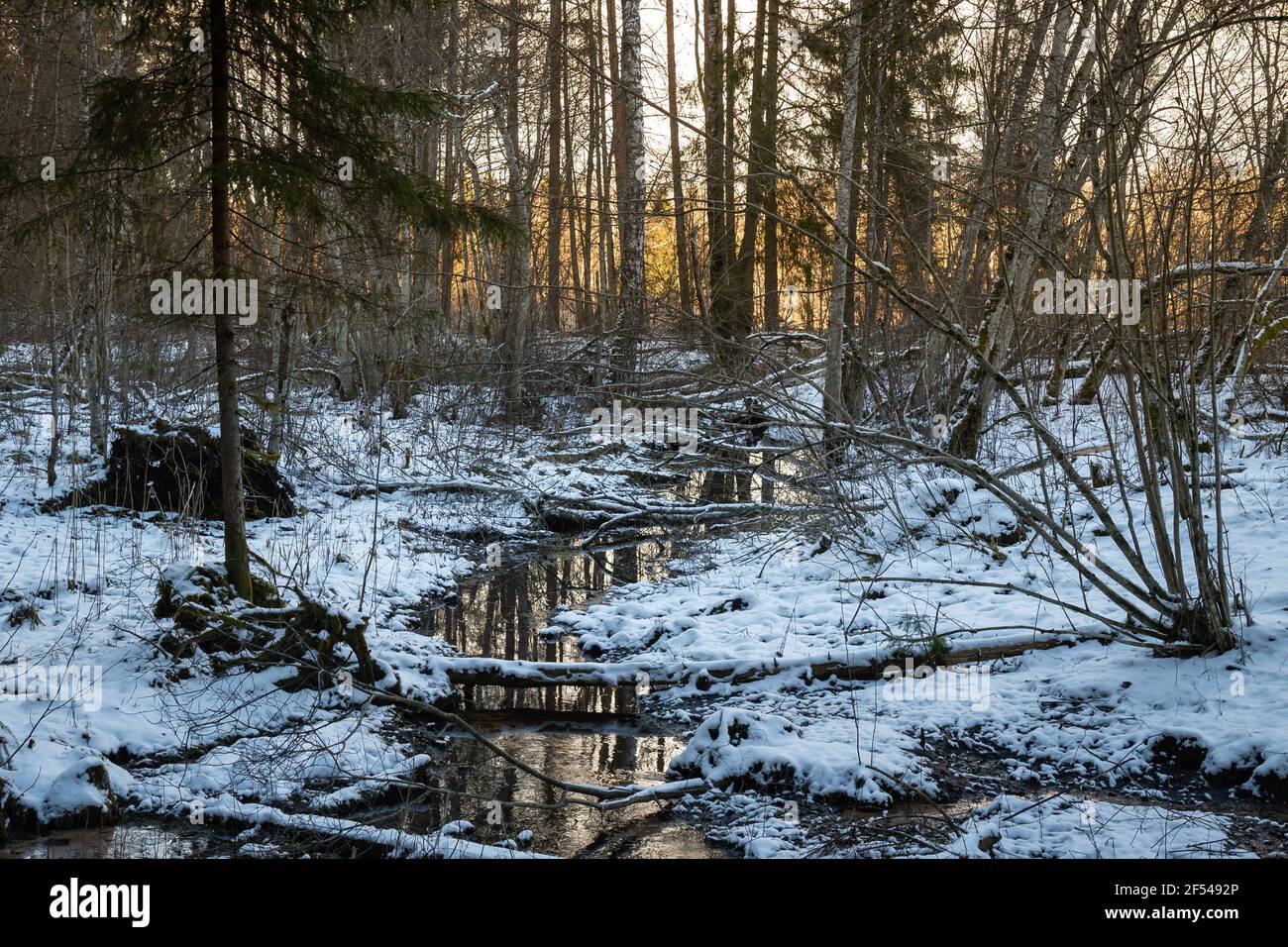Unberührte Natur im Gauja Nationalpark, Lettland Stockfoto