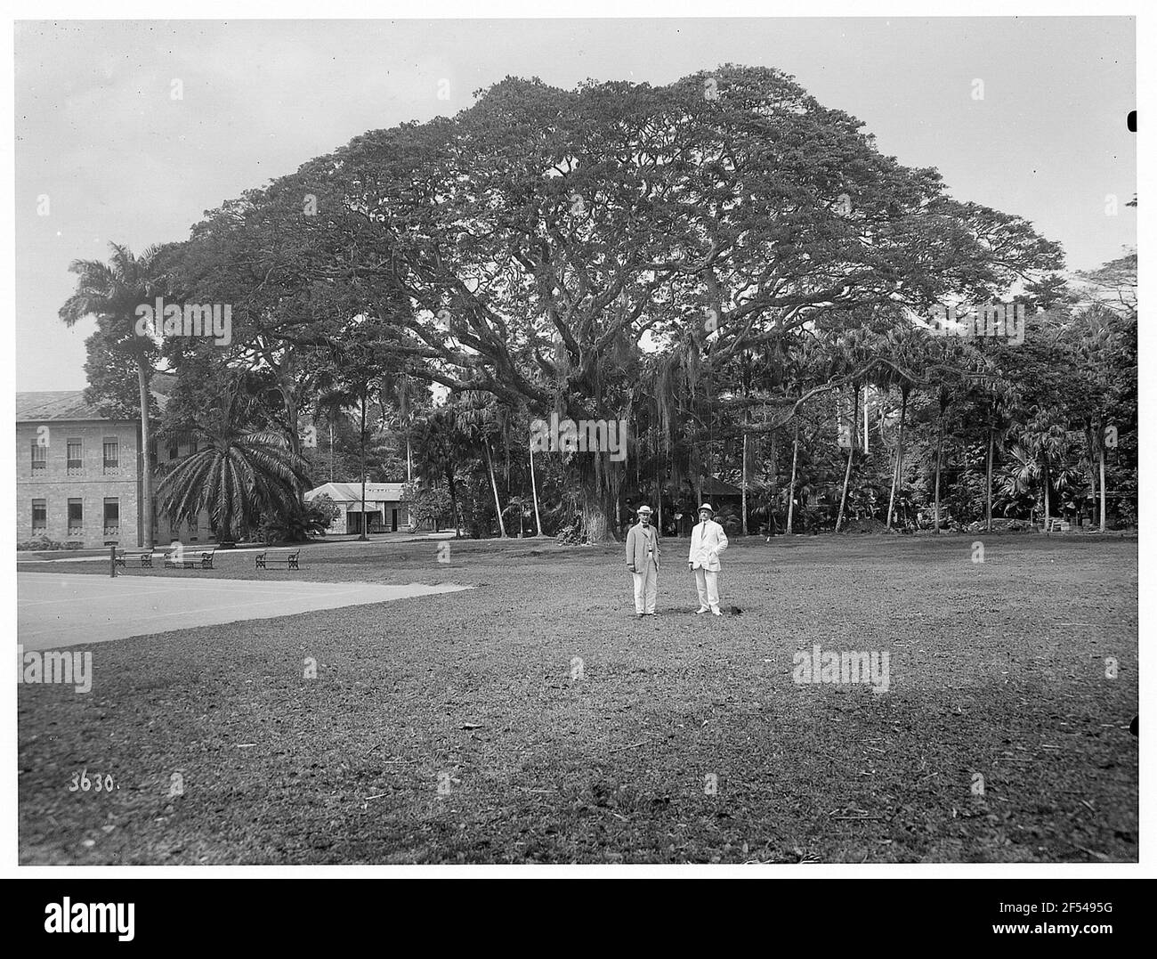 Hafen von Spanien (Trinidad und Tobago). Zwei Männer stehen vor einem botanischen Garten mit Mammutbäumen Stockfoto