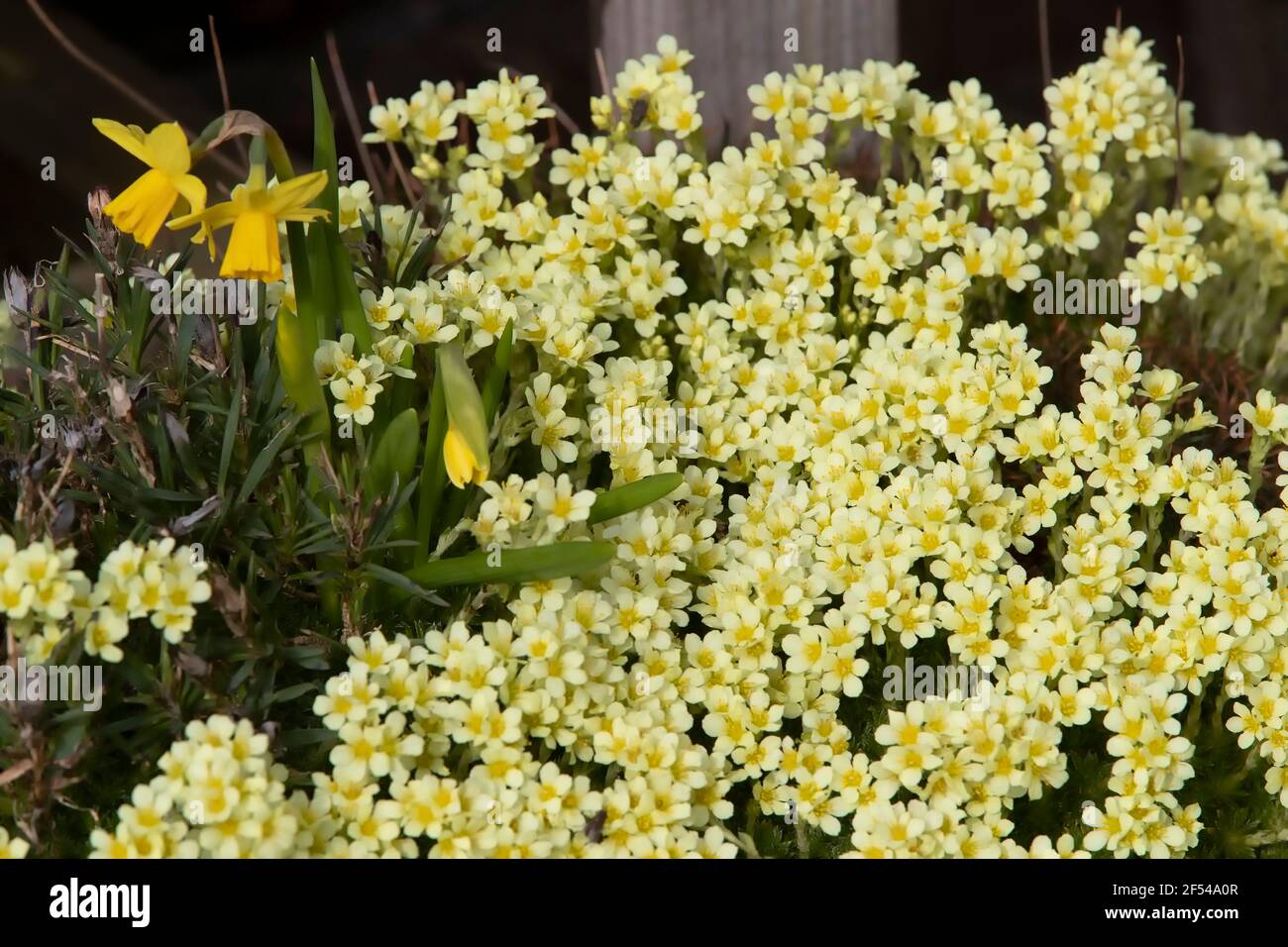 Delosperma nubigenum (Hardy Yellow Ice Plant) eine mattenbildende Sukkulente mit fleischigen, grünen Blättern und blassgelben, Gänseblümchen-ähnlichen Blüten. Stockfoto