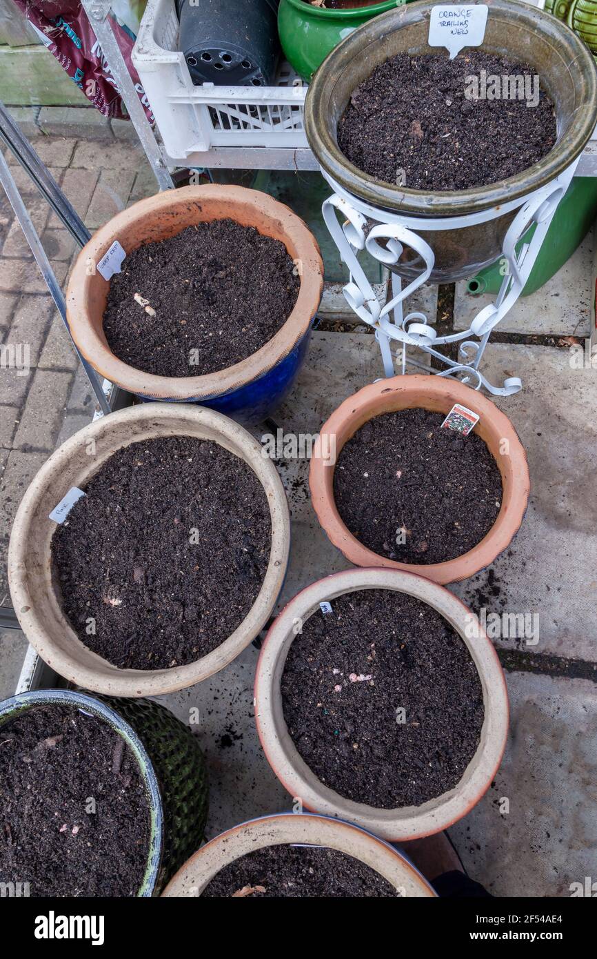 Das Gewächshaus wurde gereinigt und die Knollen von Begonia wurden während der Isolation aufgrund von Covid-19 Treat, Northampton, England, Großbritannien, gepflanzt. Stockfoto