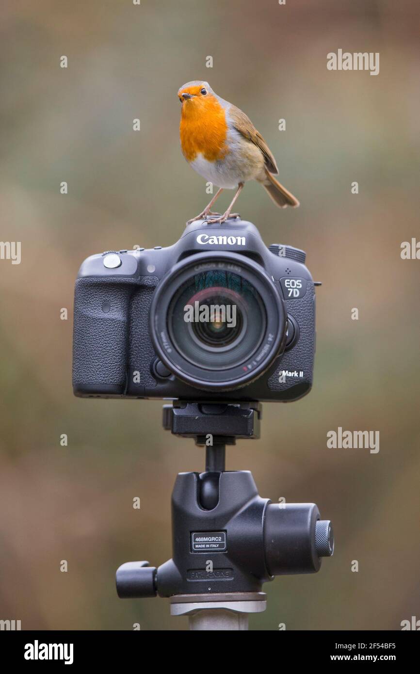 Kidderminster, Großbritannien. März 2021, 24th. UK Wetter: Zwischen den Regenschauern heute hat dieser Kameramann nun seine volle Aufmerksamkeit dem anfechtbaren Fotografen, einem bunten Rotkehlchen, angeboten, der einen alten Satz wiederverwendet - beobachten Sie die Birdie. Dies ist eine Phrase, die oft von Porträtfotografen verwendet wird, um die Aufmerksamkeit eines Kindes zu erregen, und hoffentlich ihre Aufmerksamkeit mit einem Vogelspielzeug lang genug hält, um ein scharfes Bild einzufangen. Kredit: Lee Hudson/Alamy Live Nachrichten Stockfoto