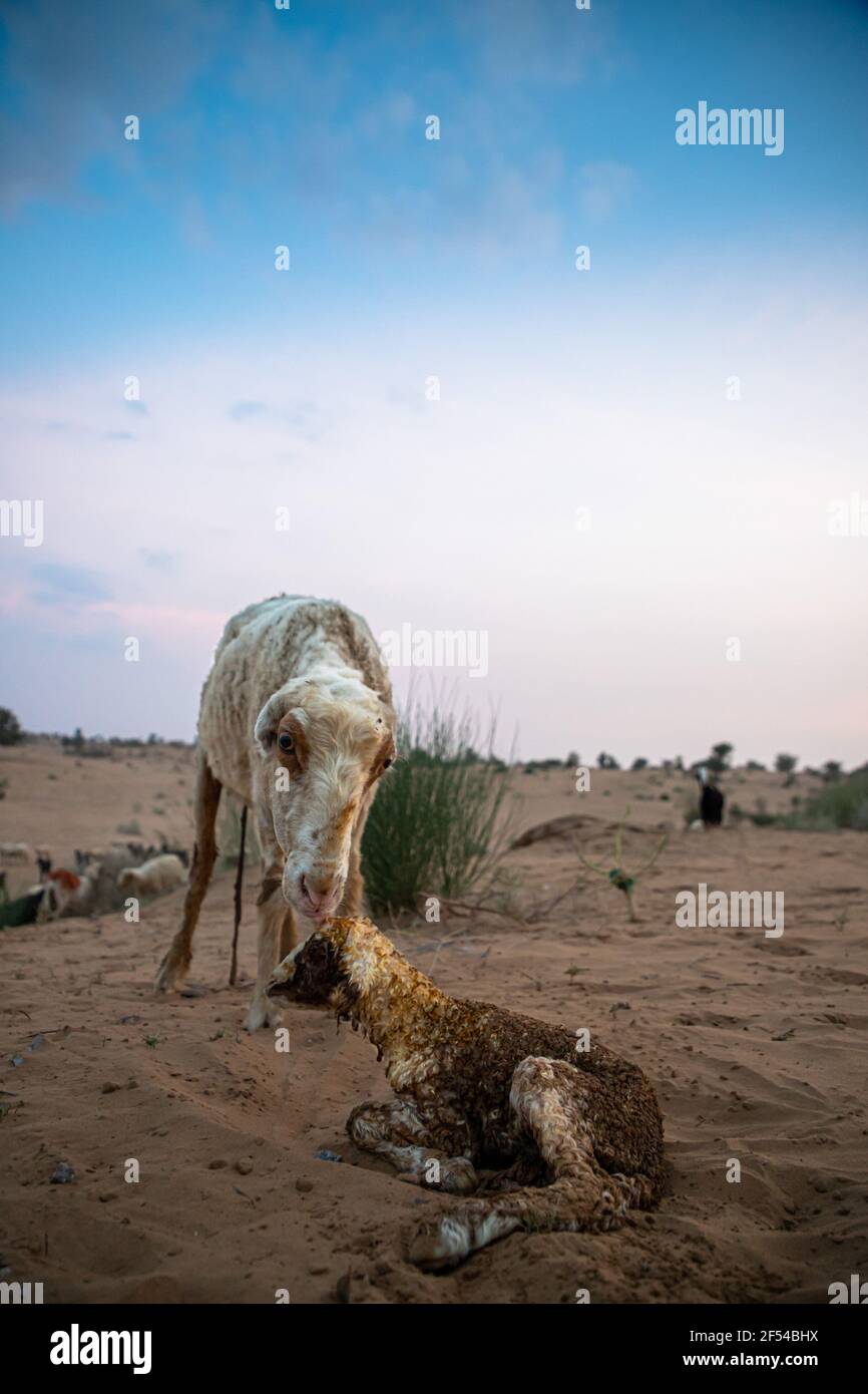 Schafe oder Ziegen leckt ihr Lamm nach der Geburt in der indischen Thar Wüste mit selektivem Fokus auf Thema und hinzugefügt Lärm und Getreide. Stockfoto