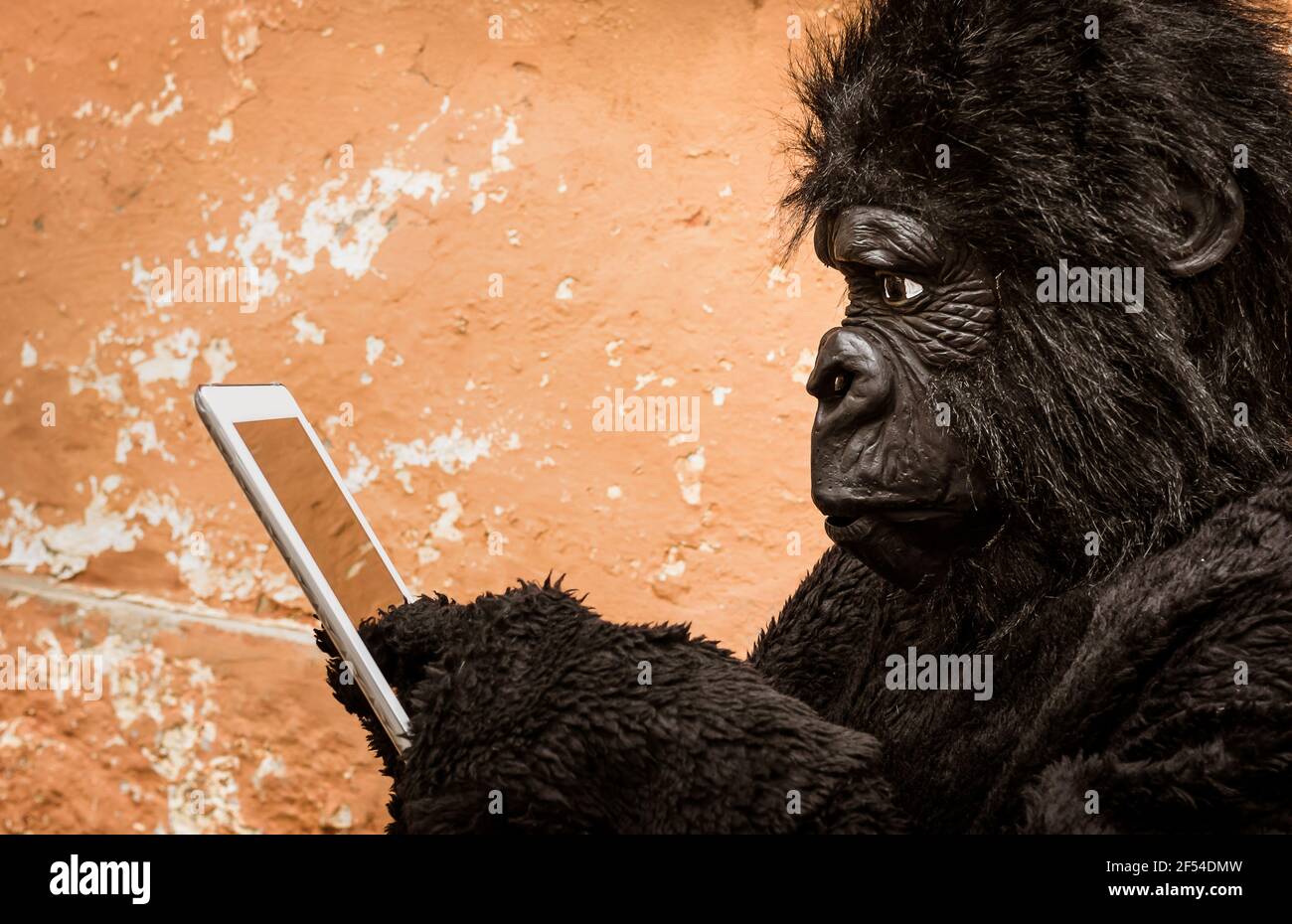 Gorilla mit Tablet - Konzept der Anpassung an Tieraffen Neue moderne Life-Technologien Stockfoto