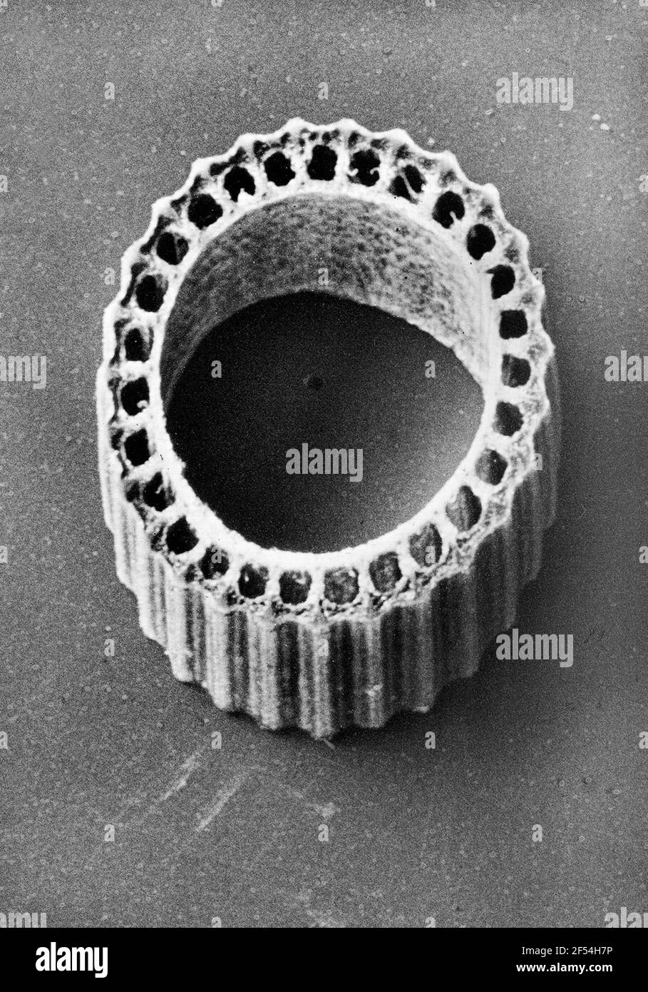 Postignments QuEChERS vom Carter Halm von Winter (Equisetum Hyemale) Stockfoto