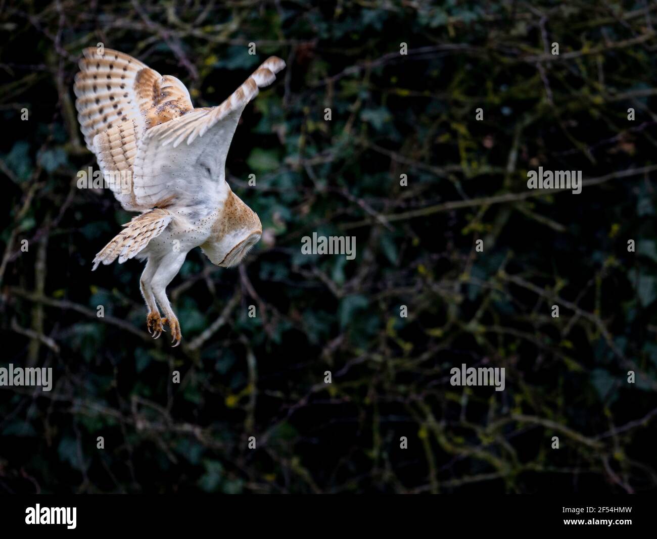 Scheune Owl Tyto alba fliegen in der Dämmerung auf der Suche nach Lebensmitteln. Stockfoto