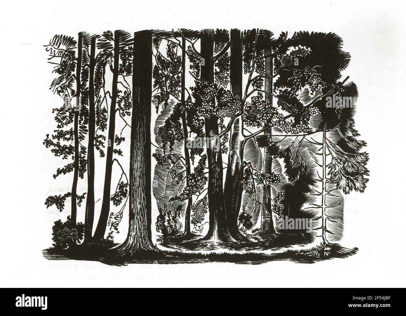 Waldinneres Stockfoto