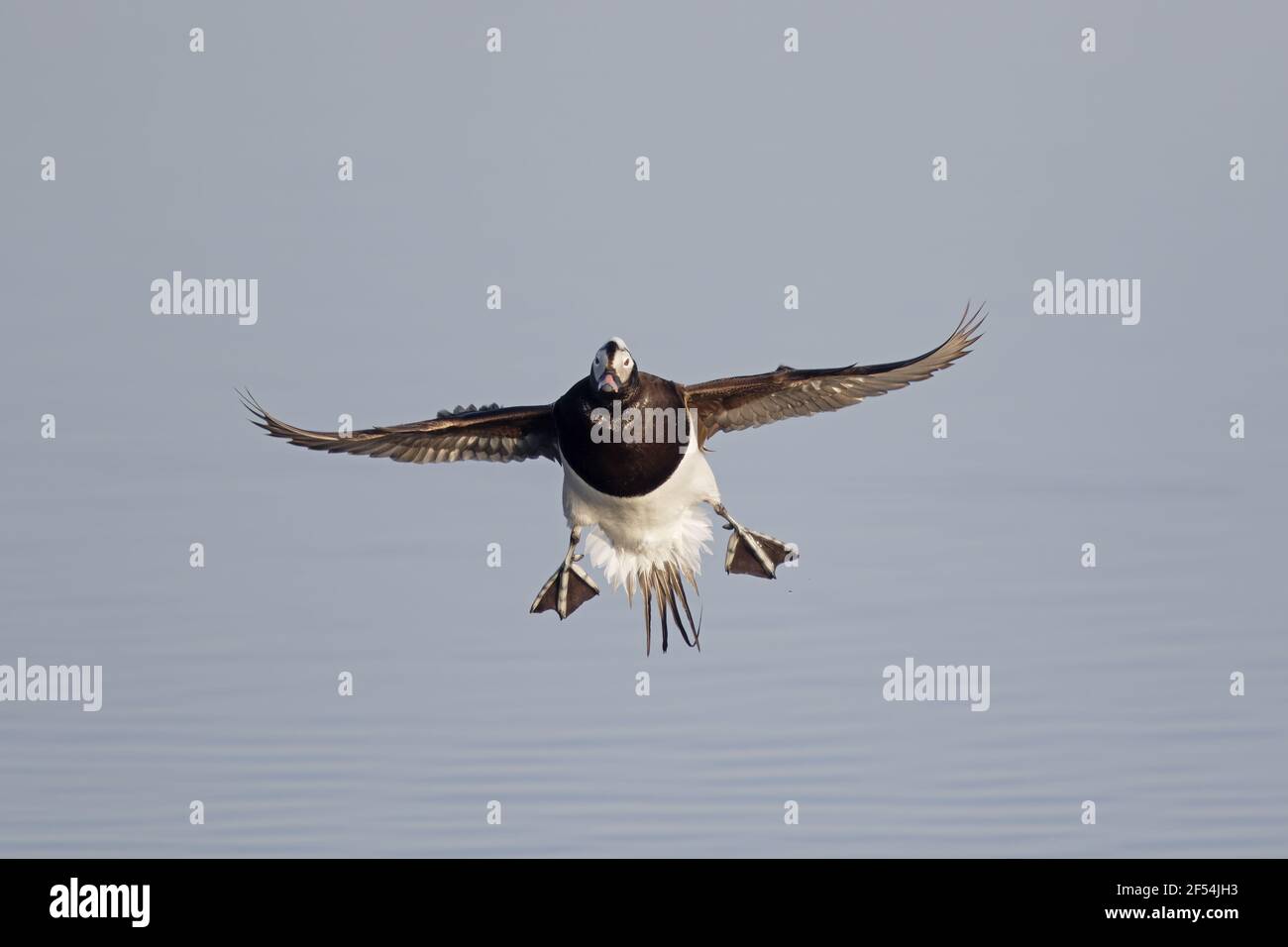 Eisente Clangula Hyemalis - kommen, um Land See Myvatn Island BI028139 Stockfoto
