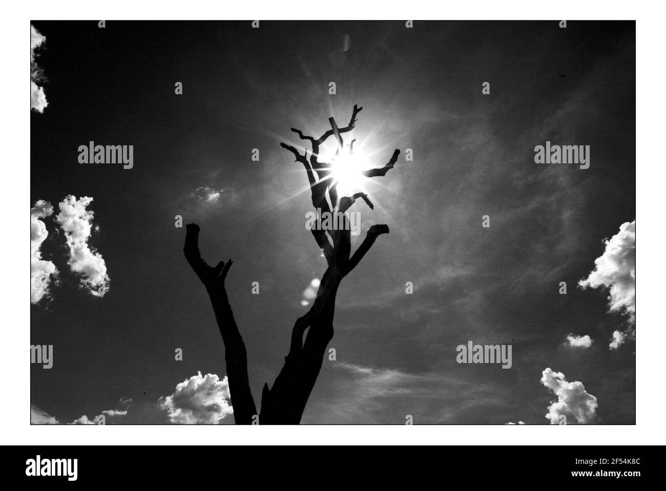 Unabhängiger Weihnachtsappellan...... Integrierte ländliche Entwicklung und Naturschutz (IRDNC) in Namibia.die trockene Wüstenlandschaft Namibias wartet auf die ersten Regenfälle der Saison. Ein klarer, bakeing blauer Himmel wird langsam in ein tiefes dunkelgrau gekocht, während die Wolken in Rollen. Der Regen stürmt und sobald knochentrockene Flüsse zum Leben erwacht. Foto von David Sandison November 2004 Stockfoto