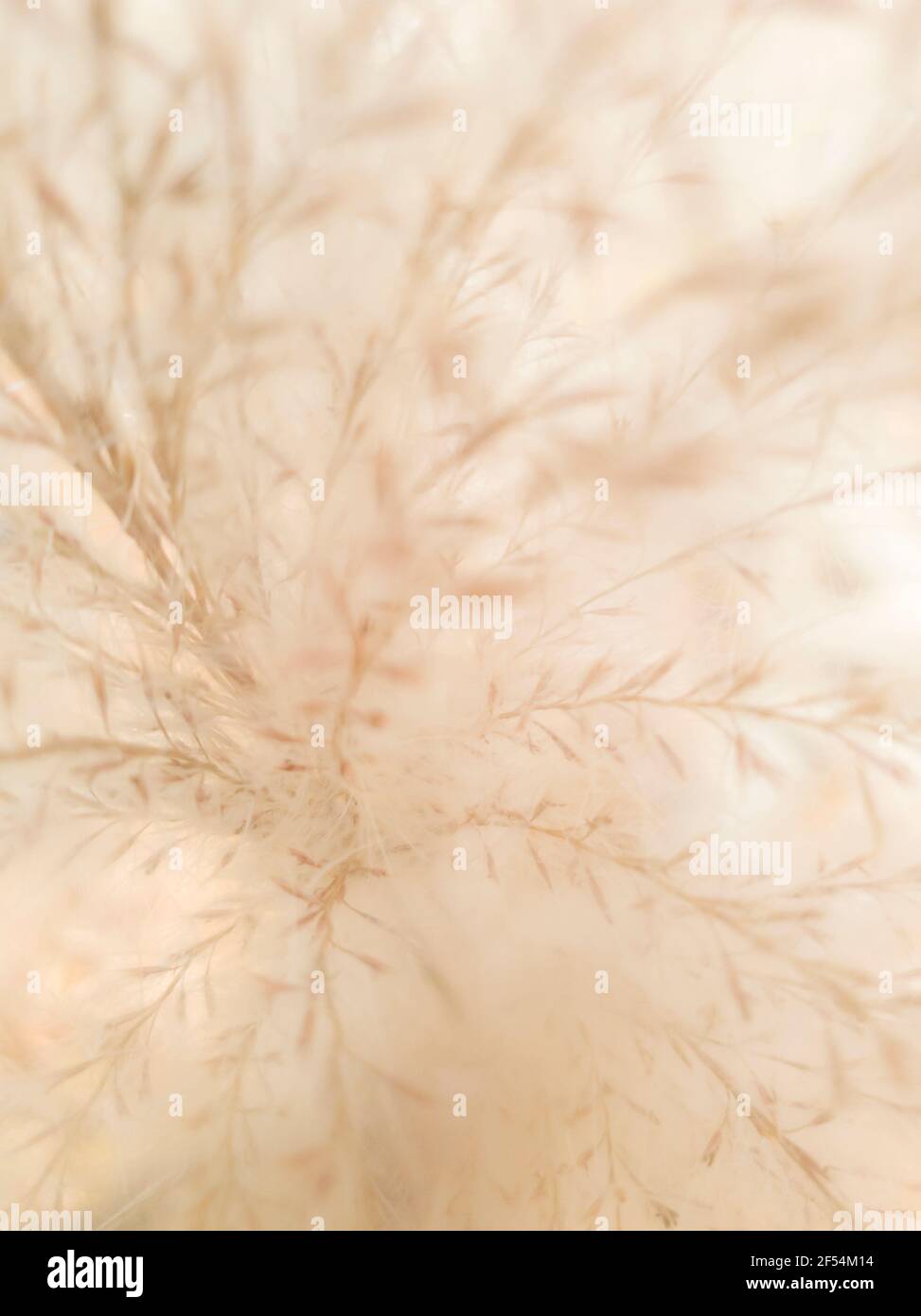 Verschwommener natürlicher Hintergrund von trockenen Pflanzenrispen Stockfoto