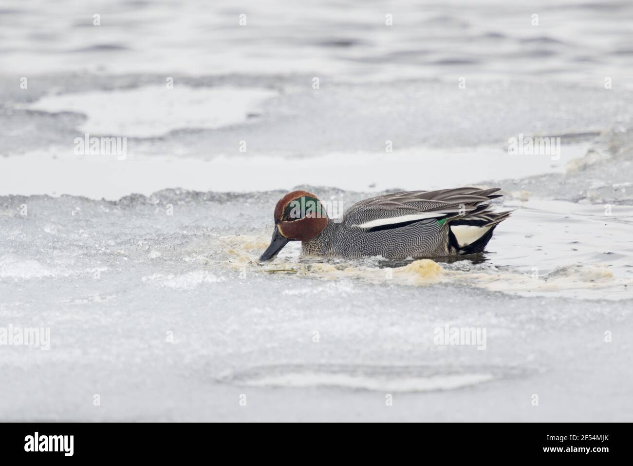 Eurasische Teal männlich frozen Edge von See Anas Vogelarten See Myvatn Island BI028203 Stockfoto