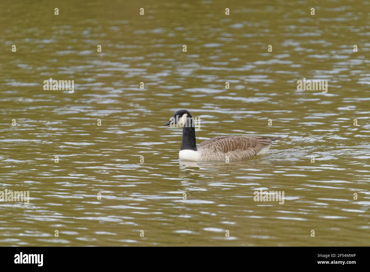 Kanada Gans im Profil auf Naturschutzgebiet in Somerset UK Stockfoto