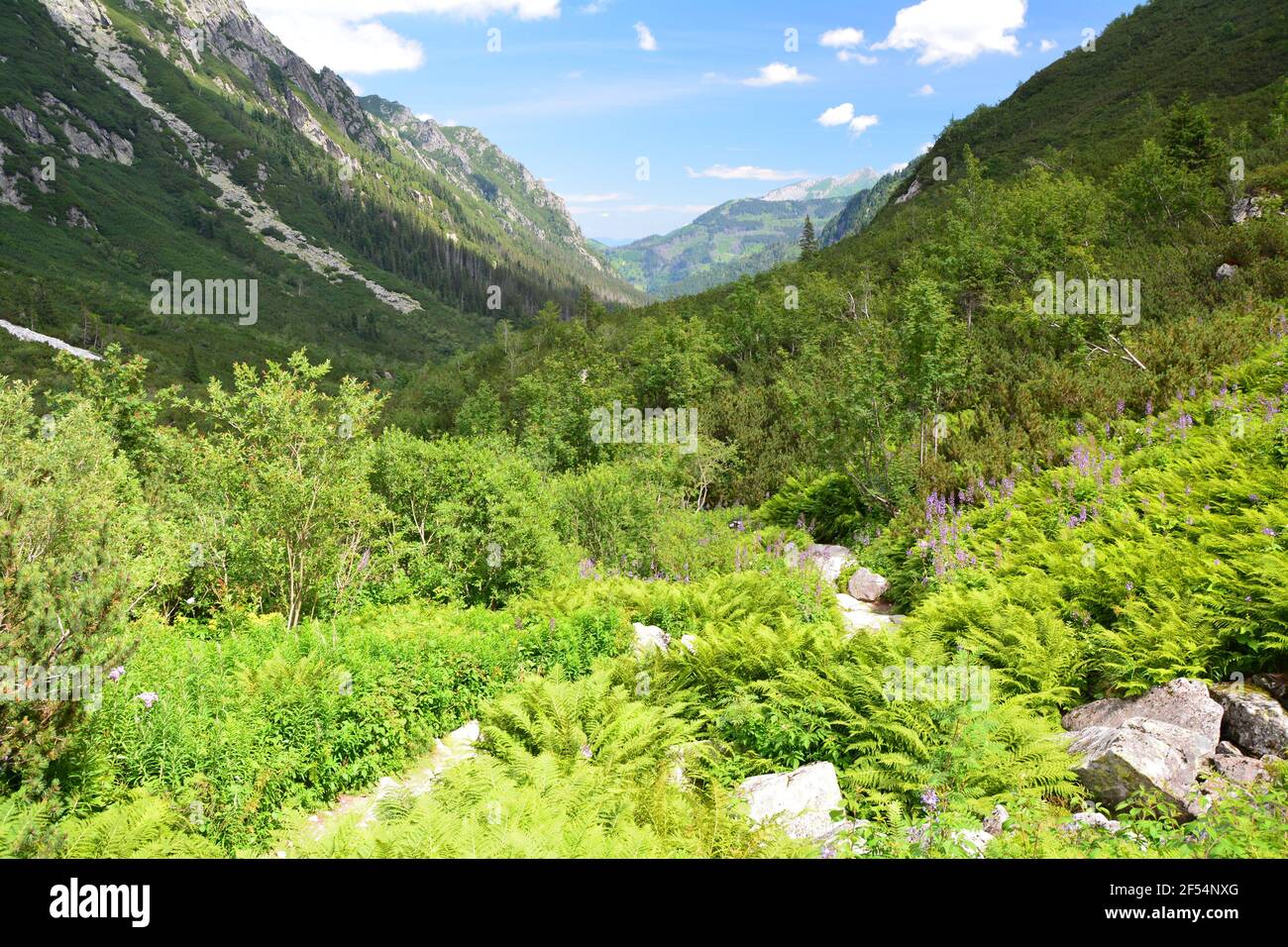 Tatra Tal Dolina Roztoki. Sommer Tatra landschaftlich schöne Landschaft. Stockfoto