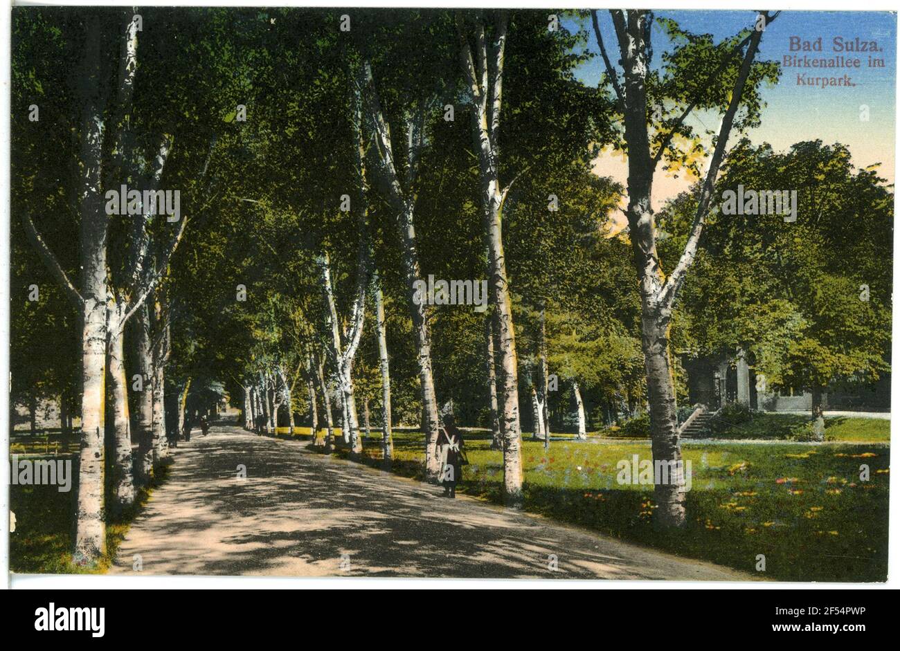 Birkenallee auf dem Kurpark Bad Sulza. Birkenallee auf dem Kurpark Stockfoto