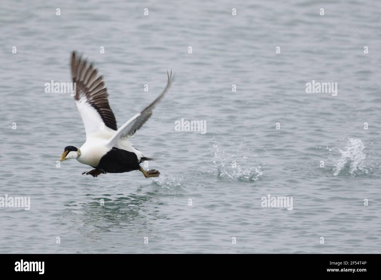 Gemeinsamen Eider - Männchen ausziehen aus Lagune Somateria Mollissima Jökulsárlón Lagune Island BI028342 Stockfoto
