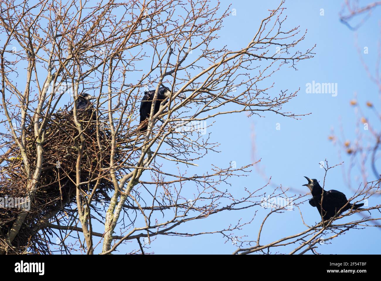 Der Rook, Corvus frugilegus, ein Vogel der Krähenfamilie, der auf einem Nest in einer Saatkrähenkolonie sitzt, Suffolk East Anglia UK Stockfoto