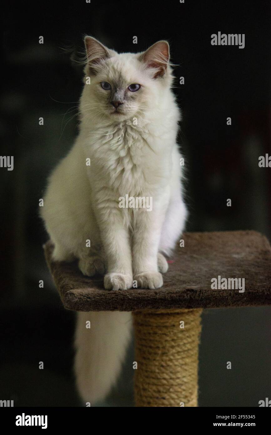 Lilac Point Ragdoll Katze sechs Monate alt. Stockfoto
