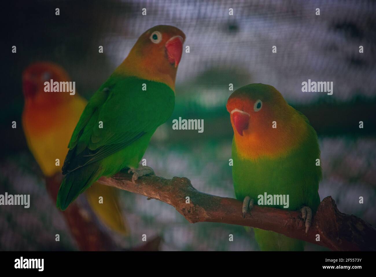 Zwei rot-grüne Papageienpaare sitzen auf einem Ast eines Baumes in einem Zoo. Stockfoto