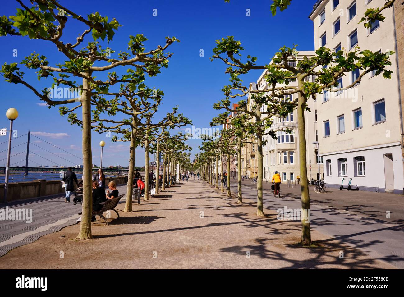 Rheinpromenade mit schönen Platanen an einem sonnigen Tag mit blauem Himmel. Stockfoto