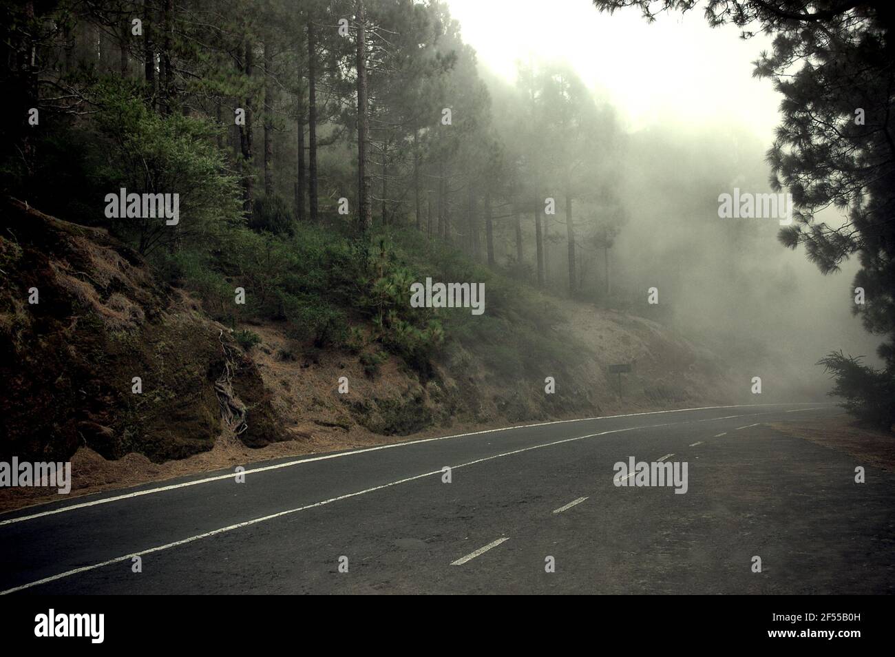 Dramatisches Ambiente nach einer verlassenen, gespenstischen Straße, die den Nadelwald, bekannt als Corona Forestal, an einem nebligen, bewölkten Morgen durchquert Stockfoto